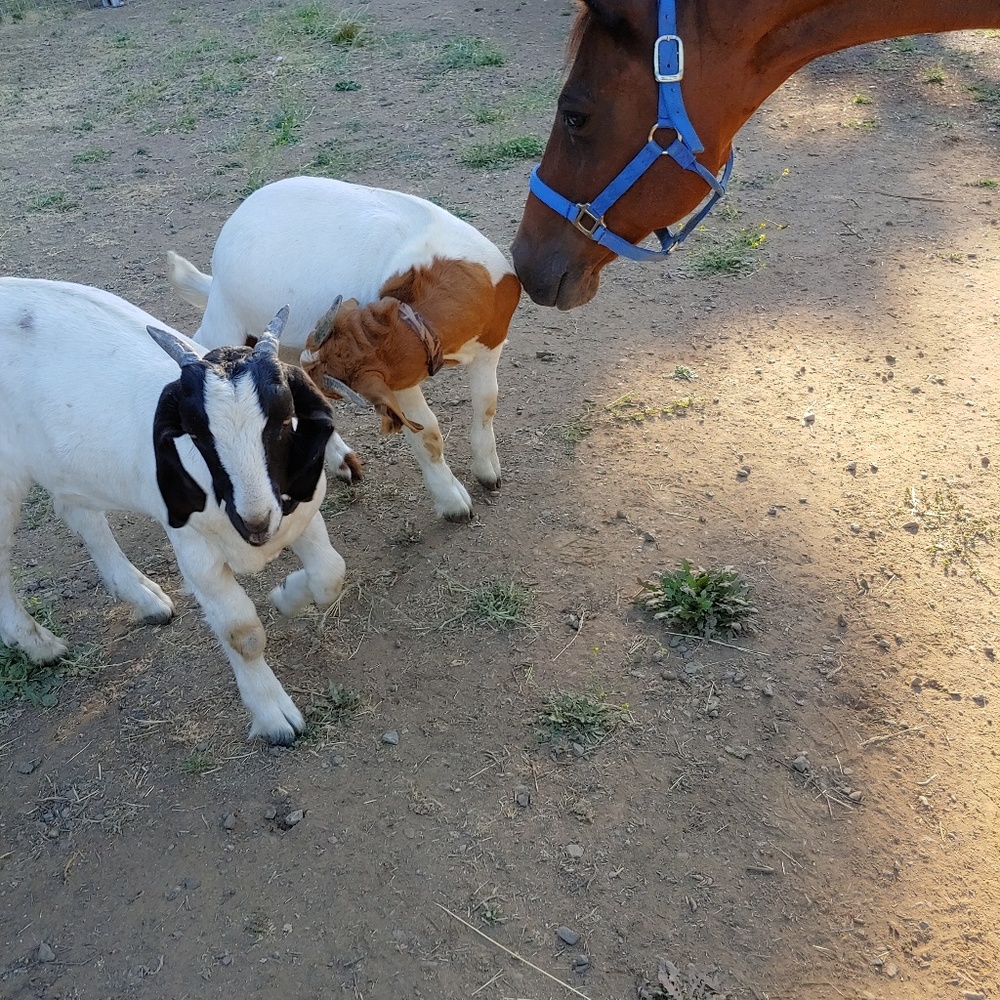 Meet your Posher, Susanna